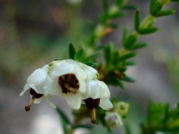 Erica calycina flowers